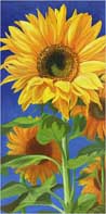 Sunflowers on Blue